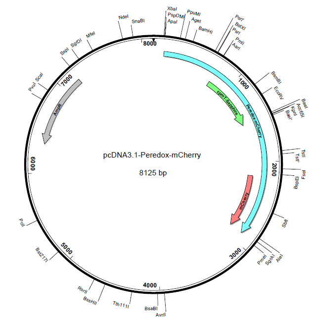 pcDNA3.1-Peredox-mCherry载体图谱