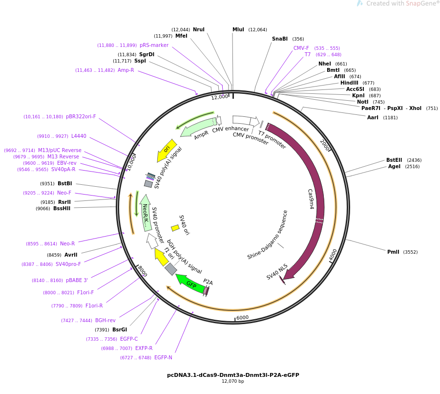 pcDNA3.1-dCas9-Dnmt3a-Dnmt3l-P2A-eGFP载体图谱