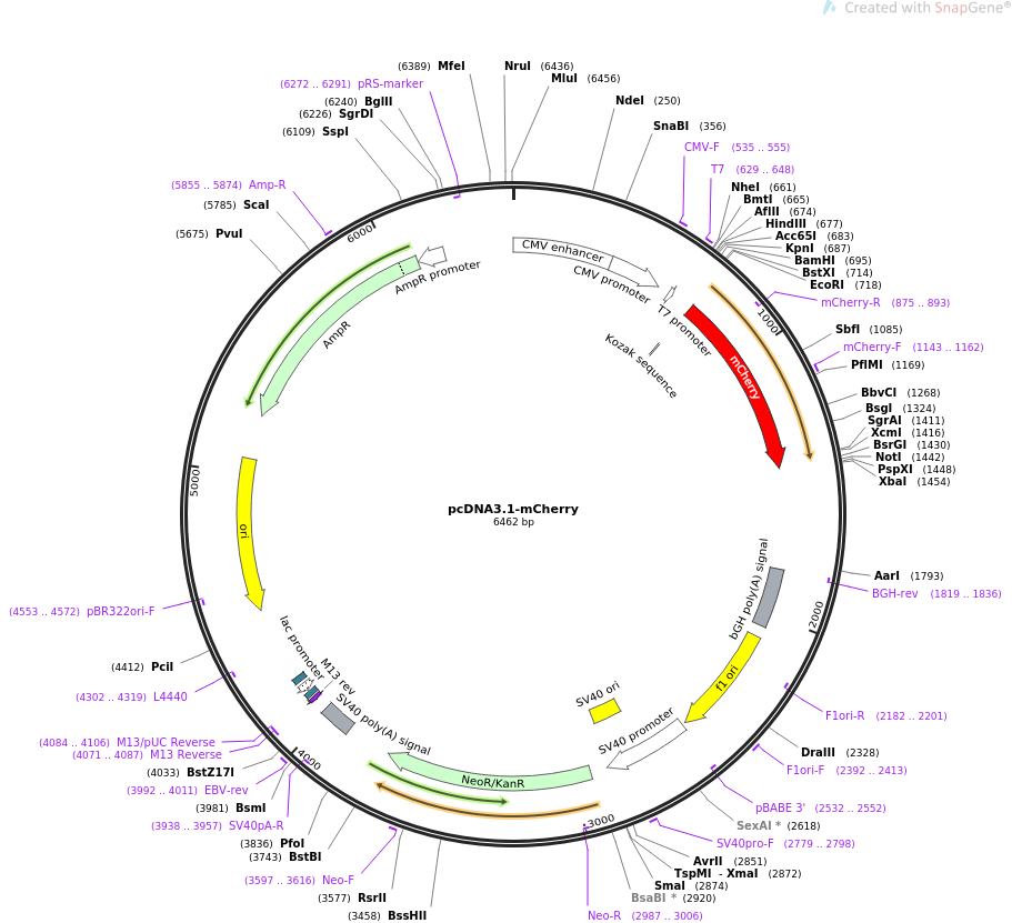 pcDNA3.1-mCherry质粒图谱