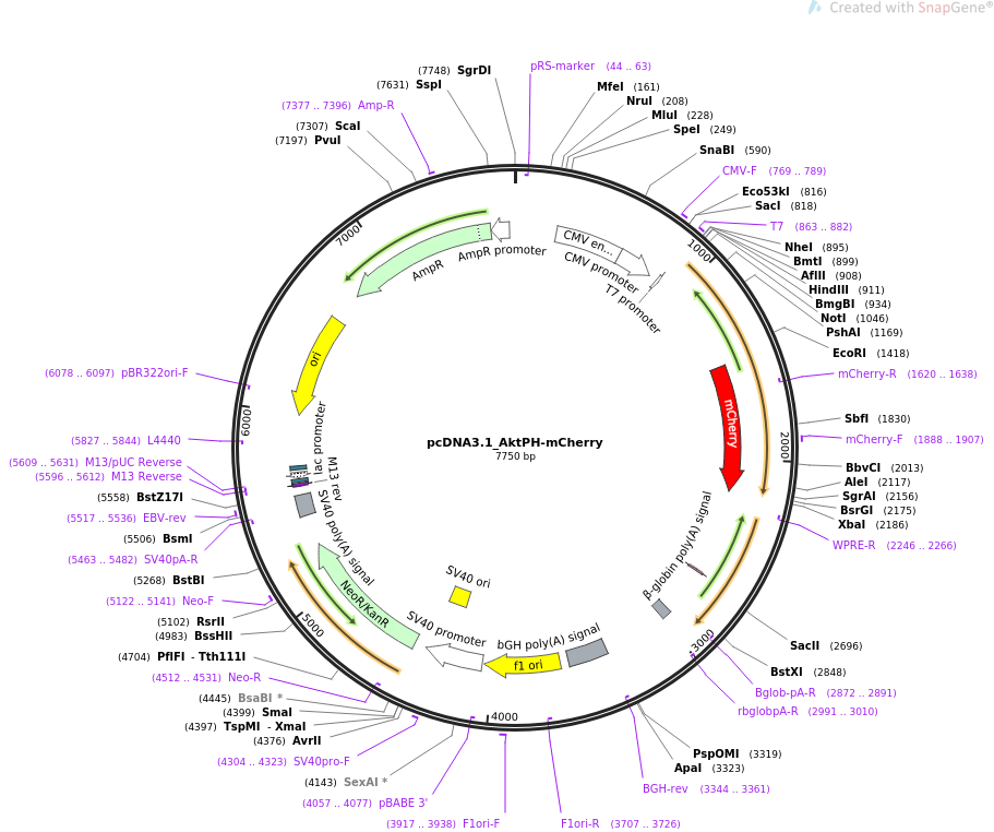 pcDNA3.1_AktPH-mCherry质粒图谱
