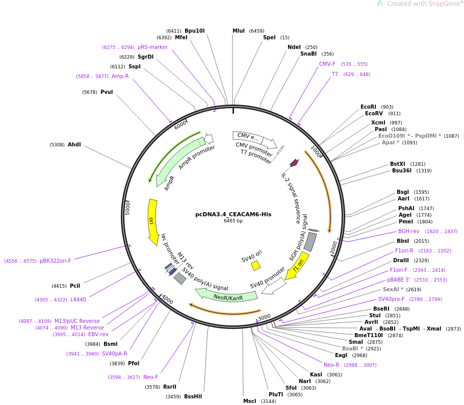 pcDNA3.4_CEACAM6-His载体图谱