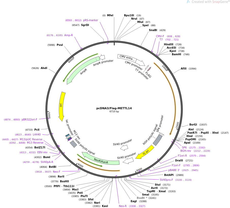 pcDNA3/Flag-METTL14载体图谱