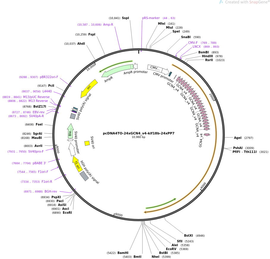 pcDNA4TO-24xGCN4_v4-kif18b-24xPP7质粒图谱