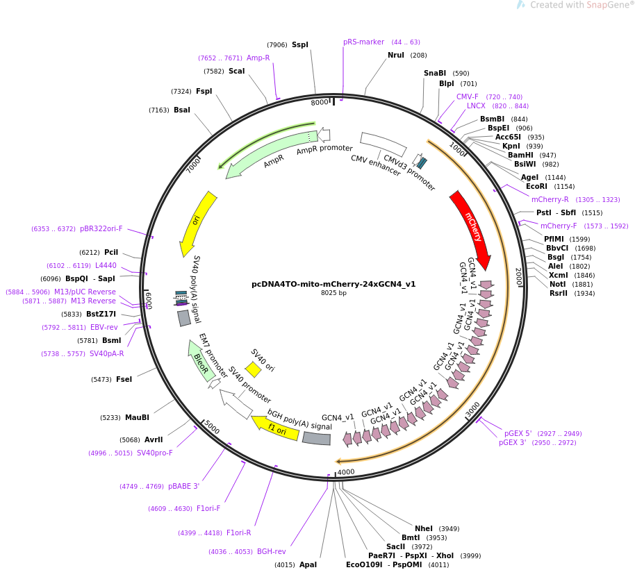 pcDNA4TO-mito-mCherry-24xGCN4_v1质粒图谱