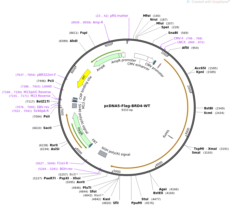 pcDNA5-Flag-BRD4-WT质粒图谱