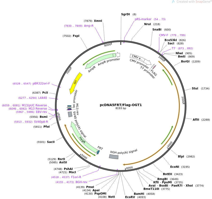 pcDNA5FRTFlag-OGT1质粒图谱