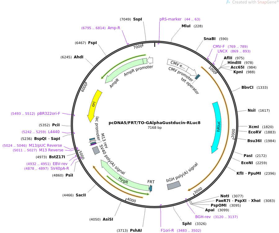 pcDNA5FRTTO-GAlphaGustducin-RLuc8载体图谱