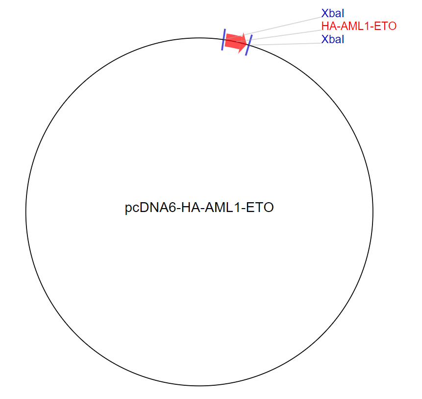 pcDNA6-HA-AML1-ETO质粒图谱