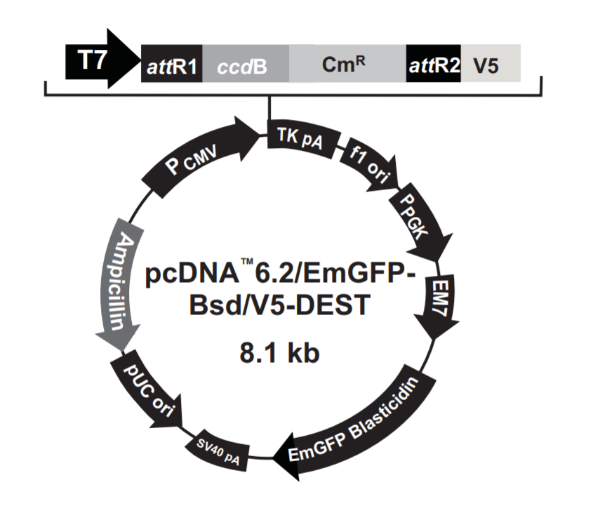 pcDNA6.2EmGFP-BsdV5-DEST载体图谱