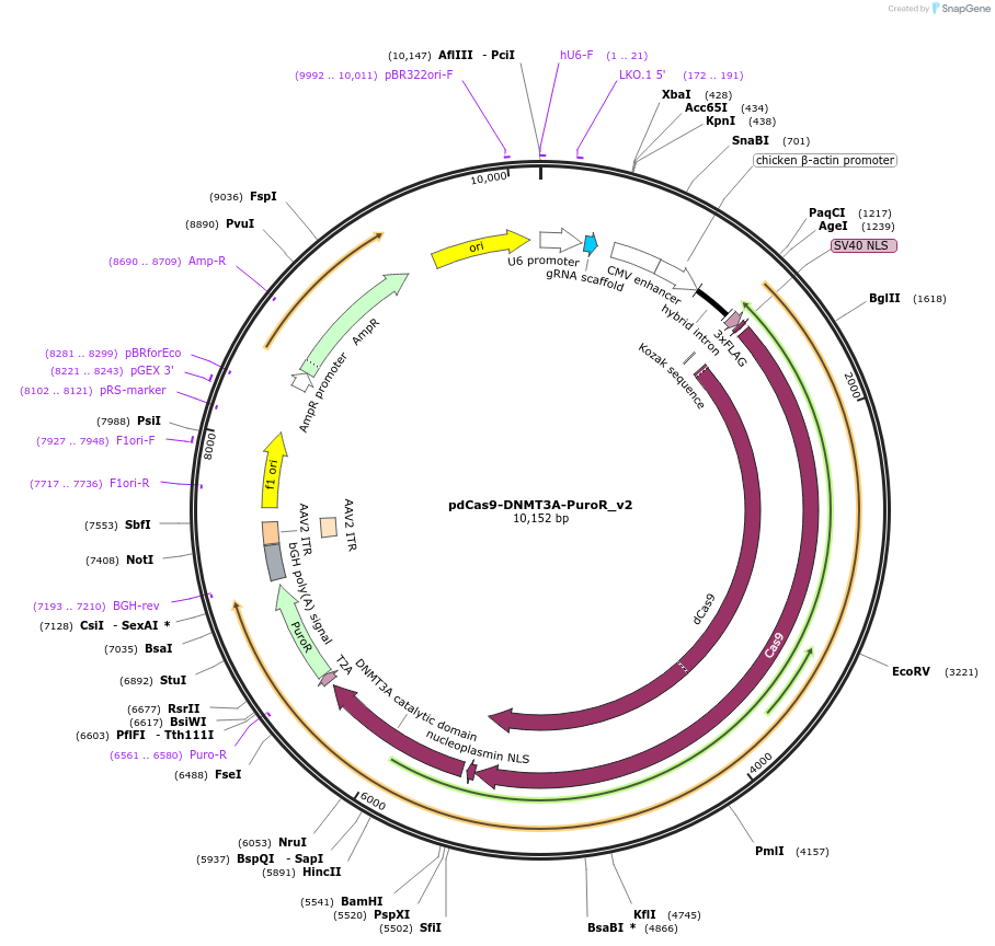 pdCas9-DNMT3A-PuroR_v2载体图谱