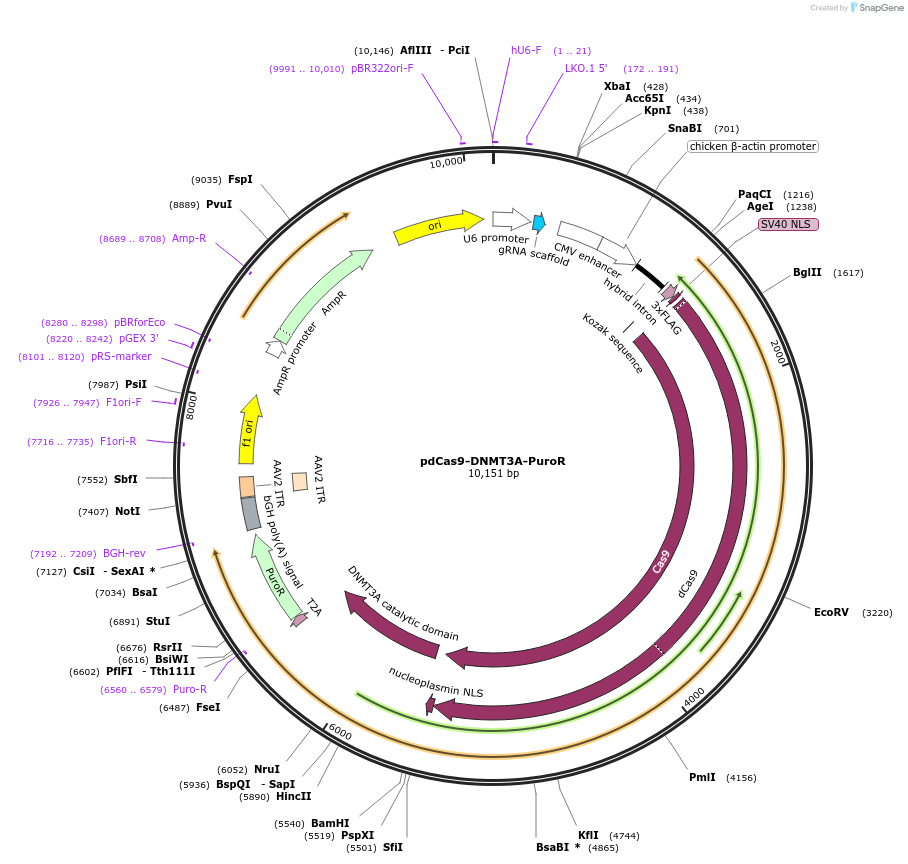 pdCas9-DNMT3A-PuroR载体图谱