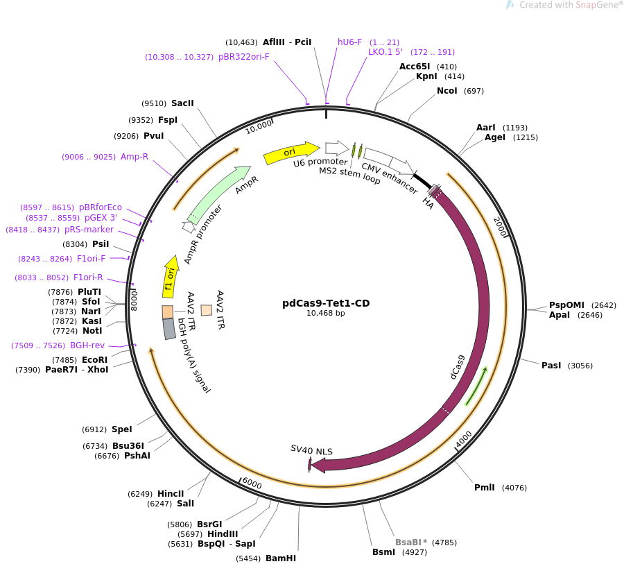 pdCas9-Tet1-CD质粒图谱