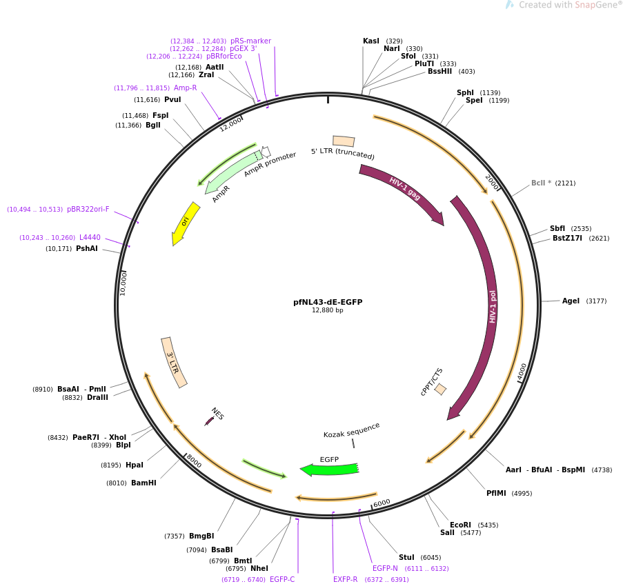 pfNL43-dE-EGFP质粒图谱