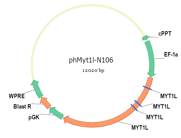 phMYT1L-N106载体图谱