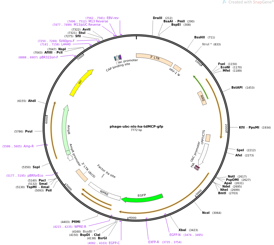 phage-ubc-nls-ha-tdMCP-gfp质粒图谱