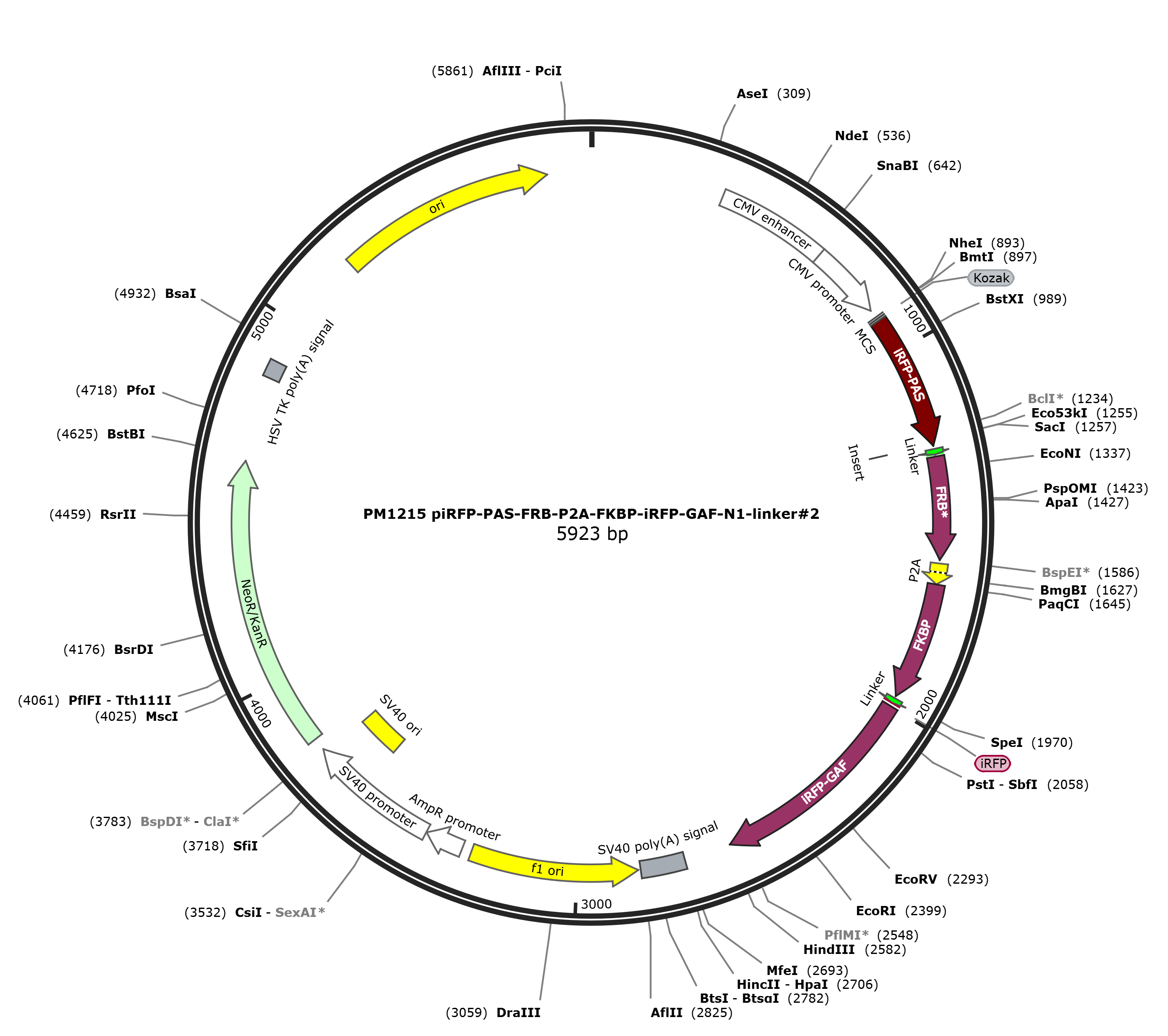 piRFP-PAS-FRB-P2A-FKBP-iRFP-GAF-N1-linker2载体图谱