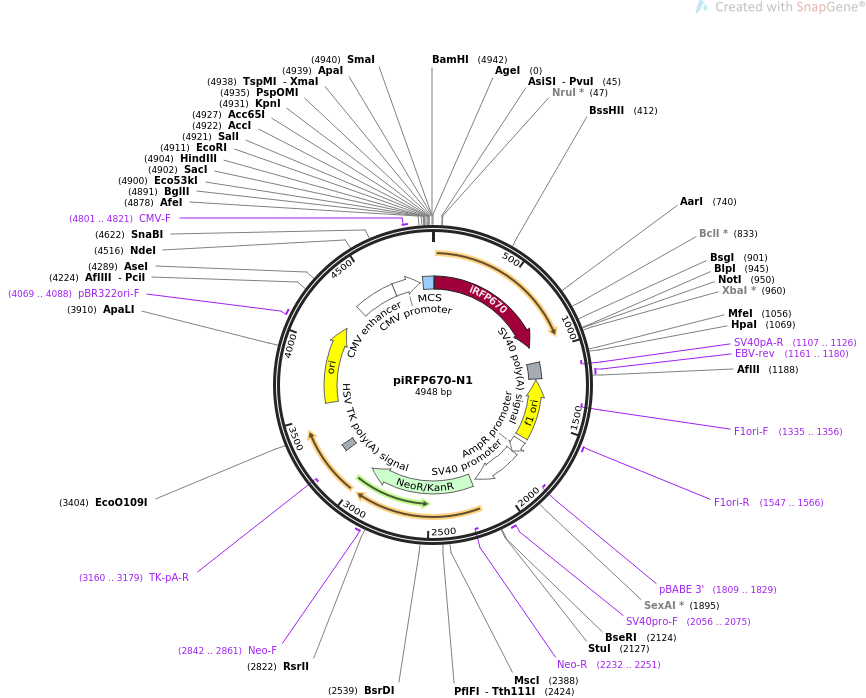 piRFP670-N1质粒图谱