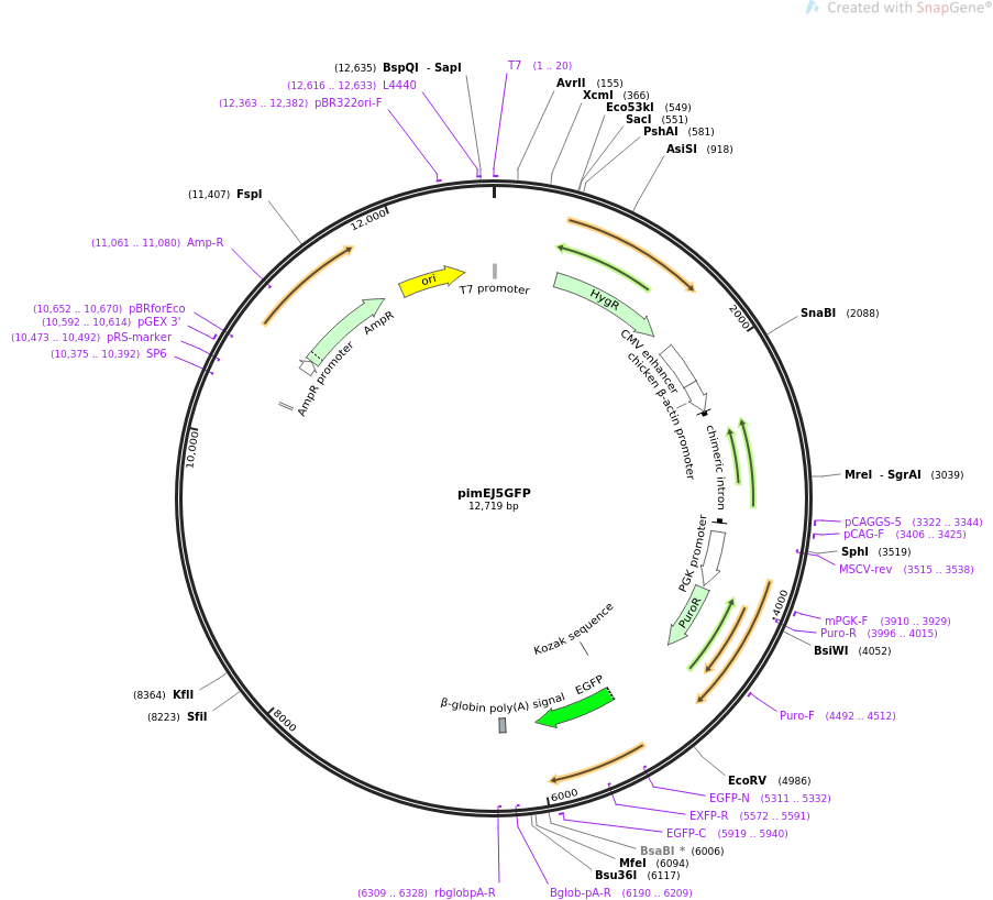pimEJ5GFP质粒图谱