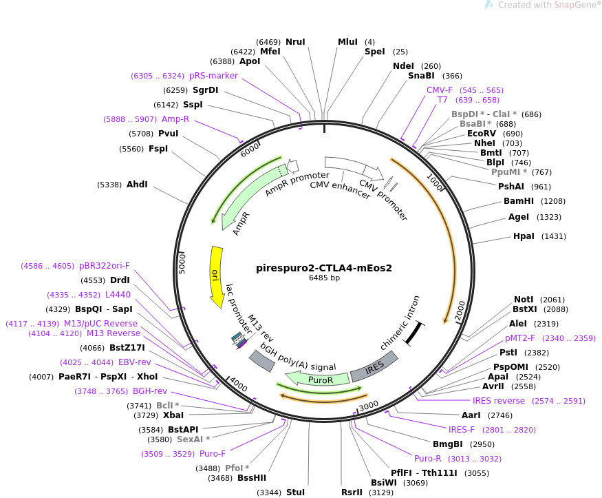 pirespuro2-CTLA4-mEos2质粒图谱