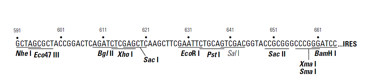 plRES2-ZsGreen1载体多克隆位点 点击看大图 plRES2-ZsGreen1多克隆位点