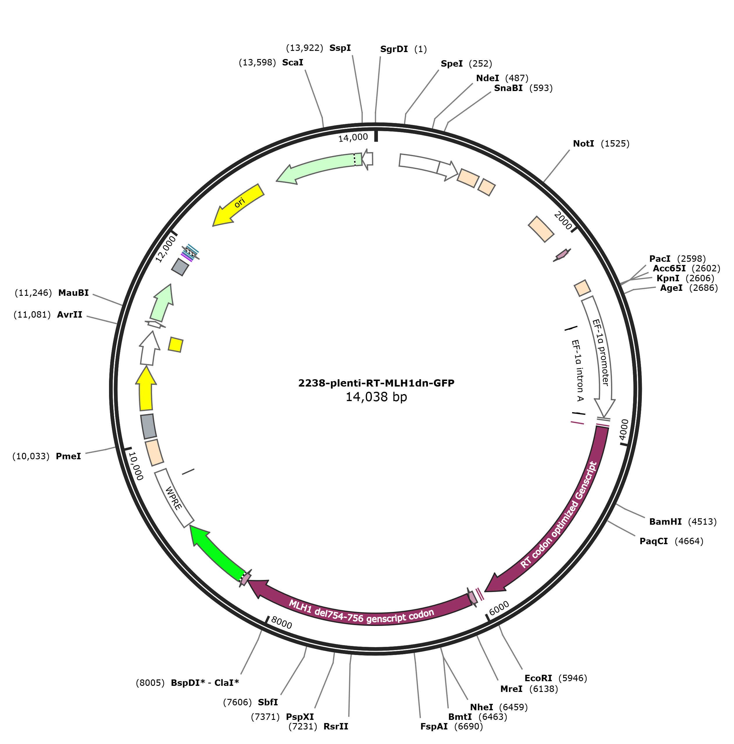 plenti-RT-MLH1dn-GFP载体图谱