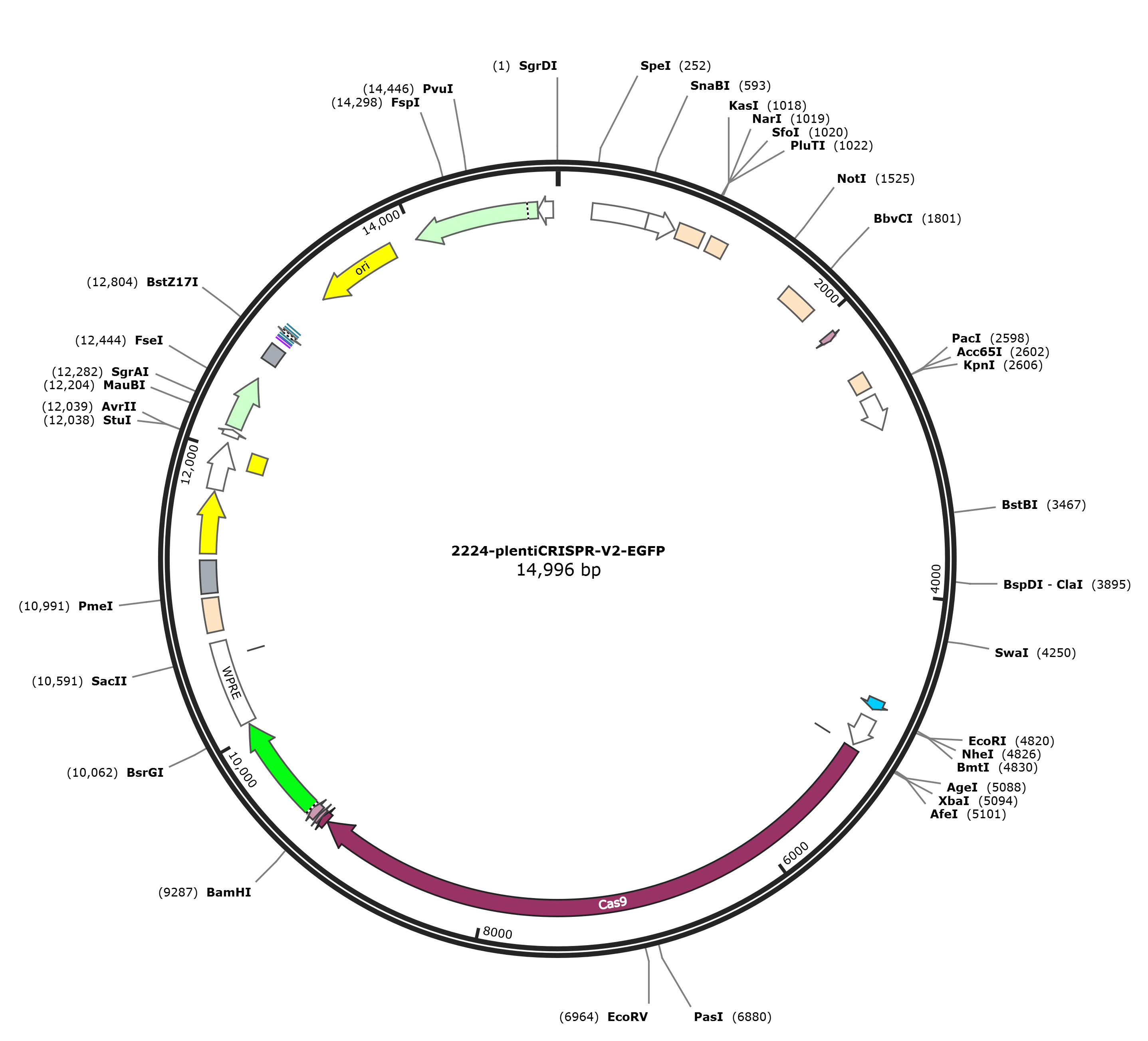 plentiCRISPR-V2-EGFP载体图谱