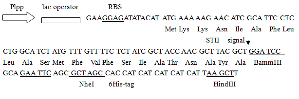 pllp-stii-1载体图谱