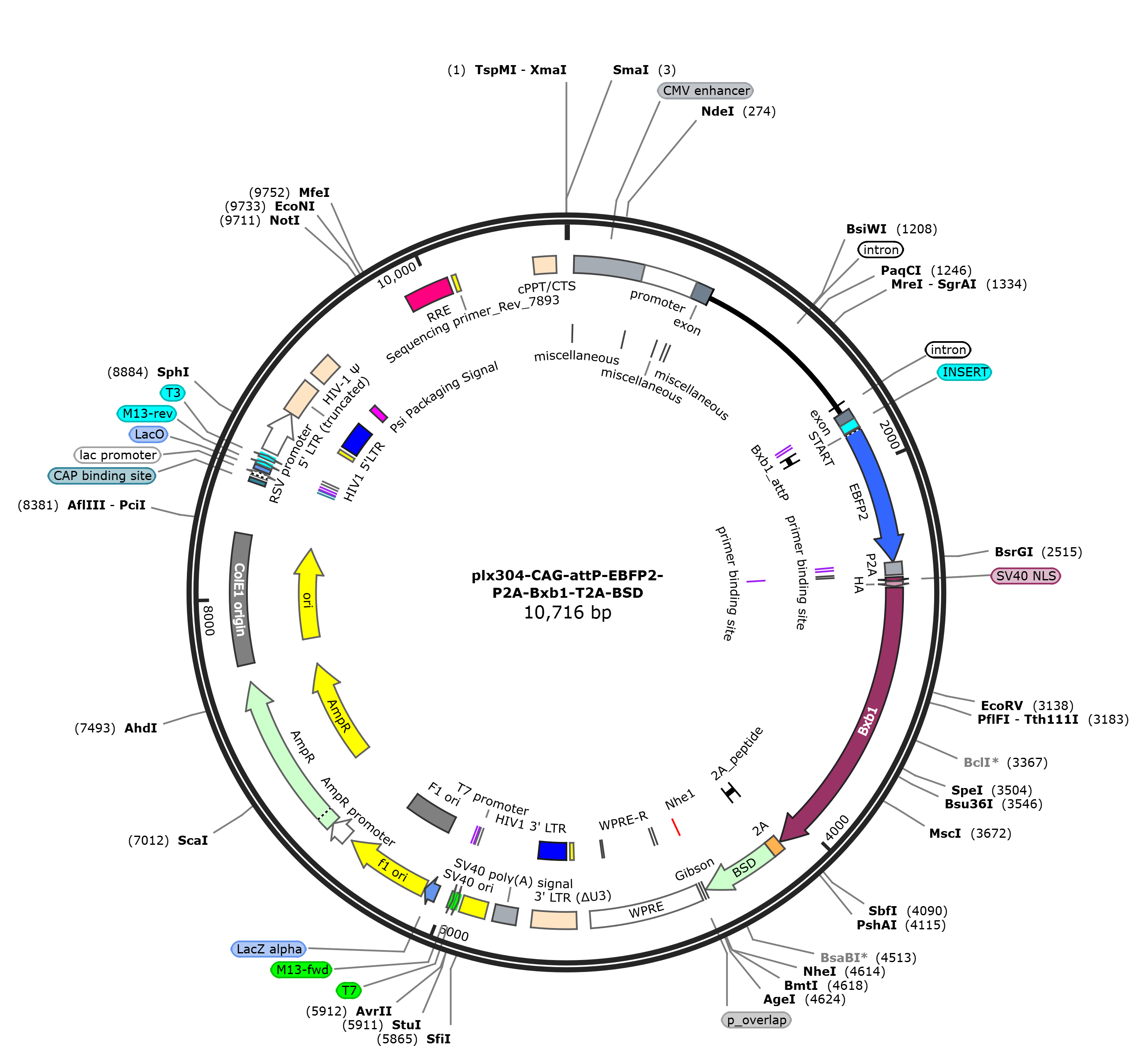 plx304-CAG-attP-EBFP2-P2A-Bxb1-T2A-BSD载体图谱