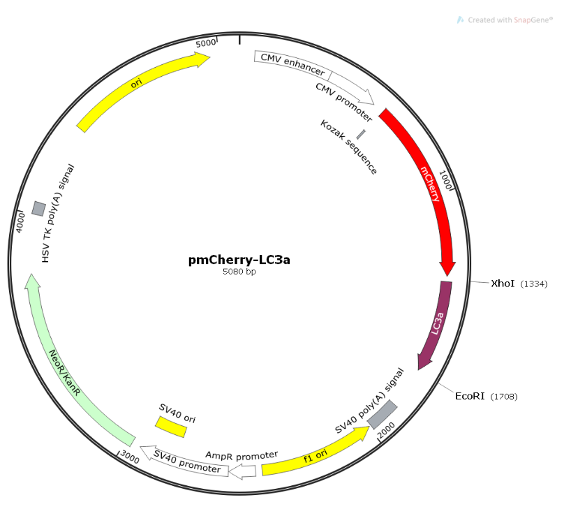 pmCherry-LC3a载体图谱