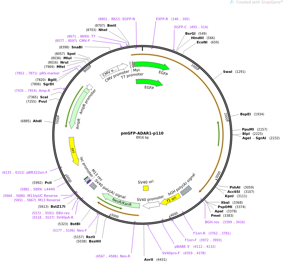 pmGFP-ADAR1-p110质粒图谱