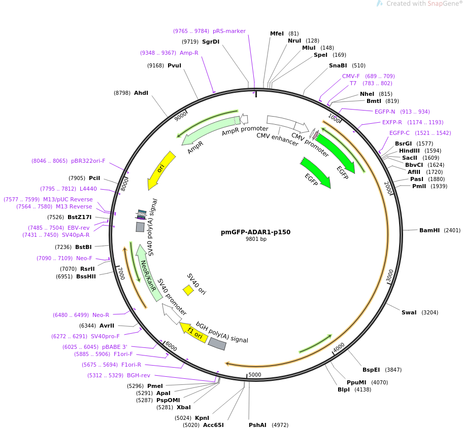 pmGFP-ADAR1-p150质粒图谱