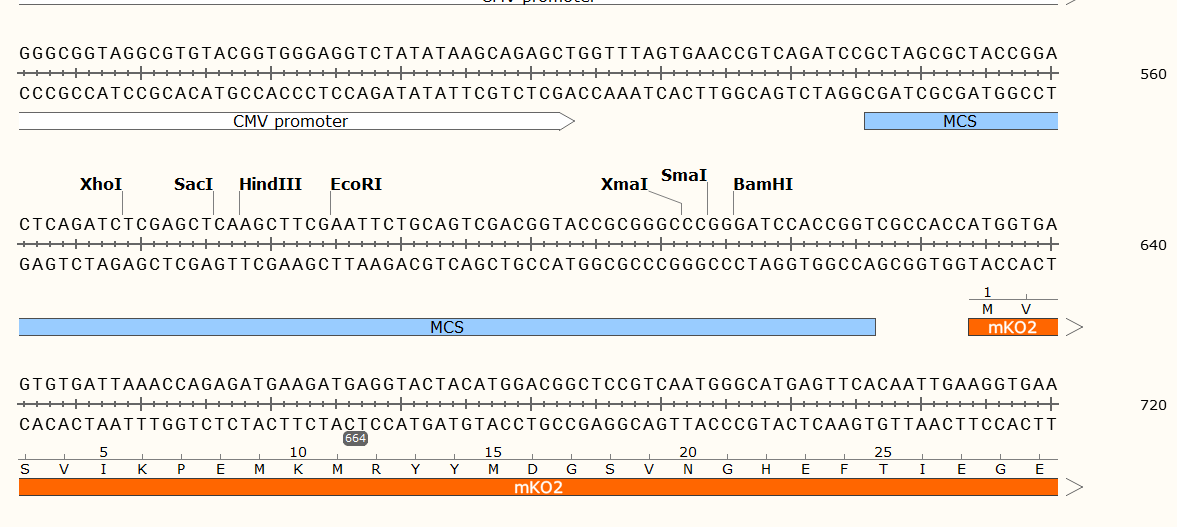 pmKO2-N1载体图谱
