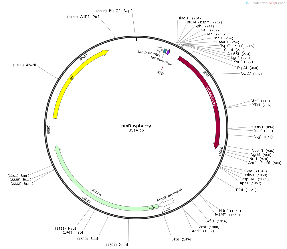 pmRaspberry载体图谱
