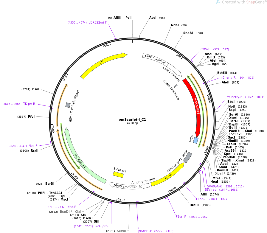 pmScarlet-i_C1质粒图谱