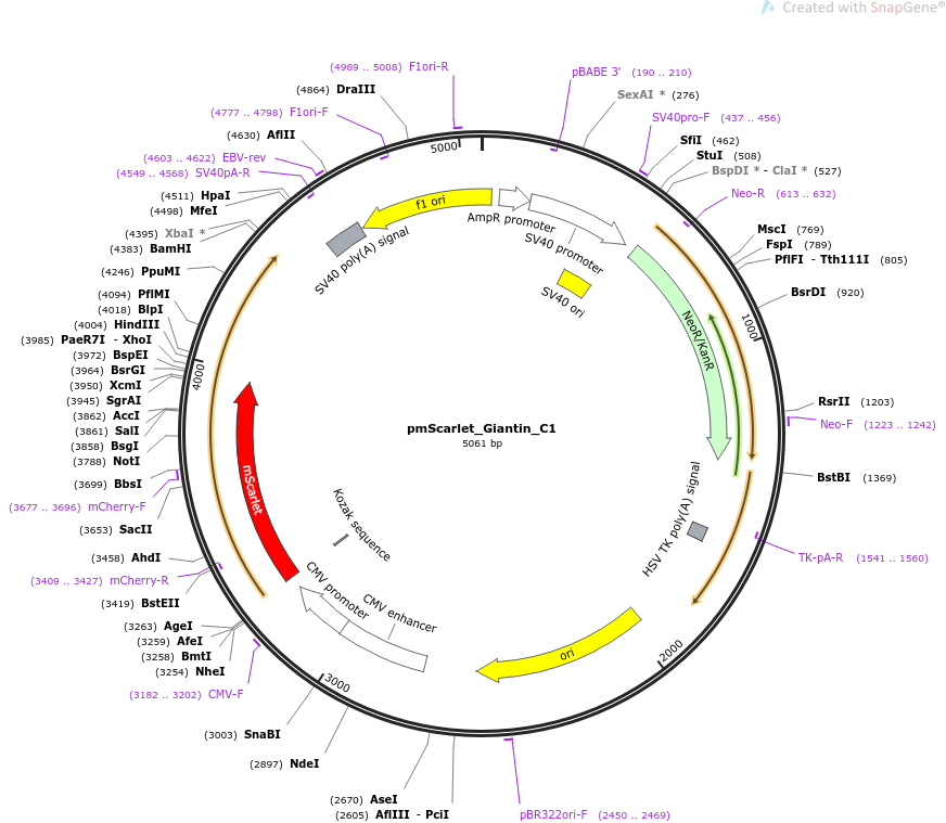 pmScarlet_Giantin_C1载体图谱