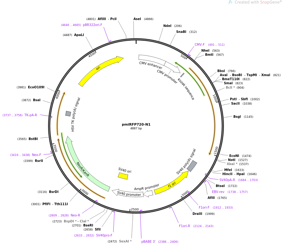 pmiRFP720-N1质粒图谱