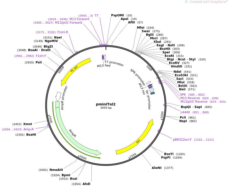 pminiTol2质粒图谱
