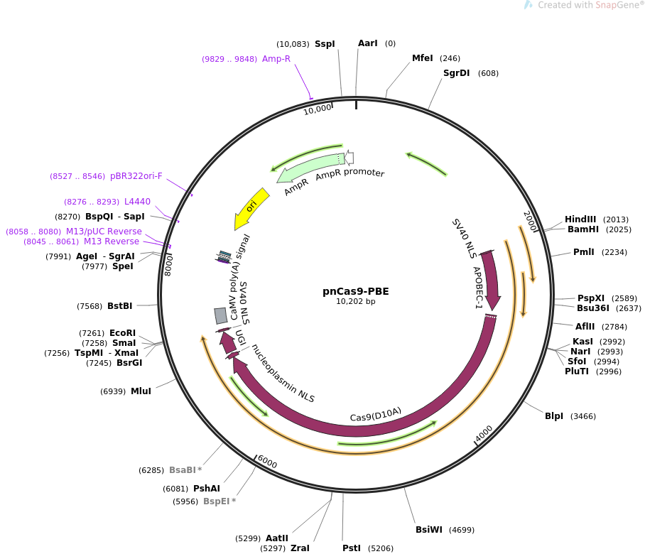 pnCas9-PBE质粒图谱