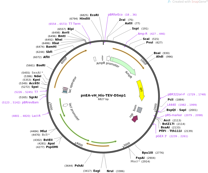 pnEA-vH_His-TEV-DSep1载体图谱