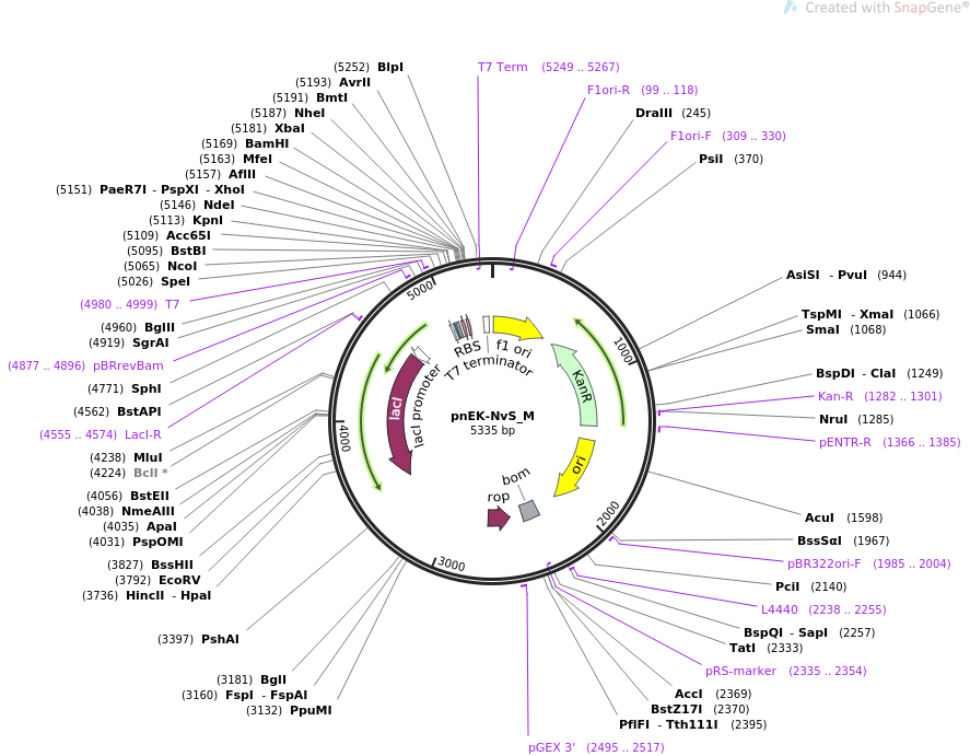 pnEK-NvS_M载体图谱