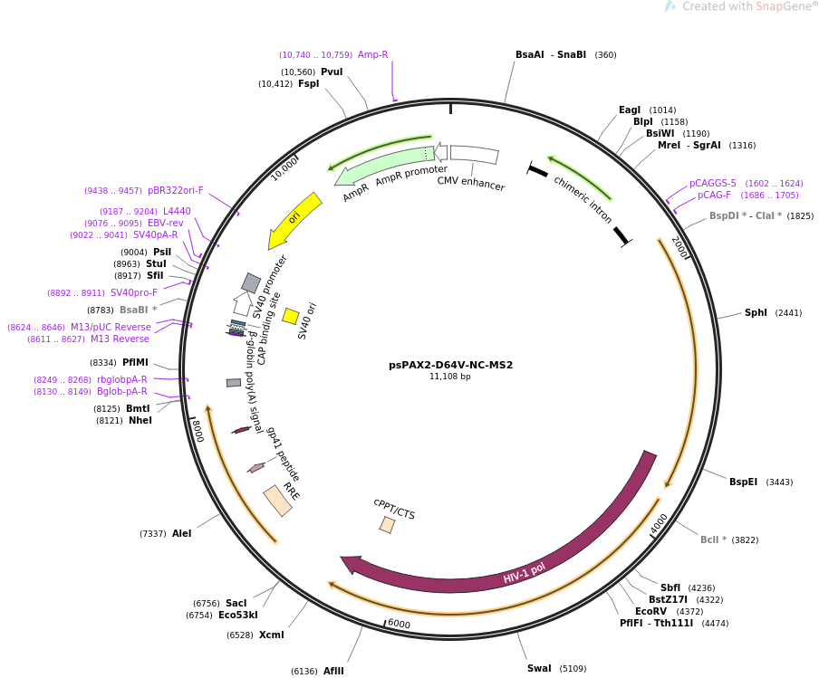 psPAX2-D64V-NC-MS2载体图谱