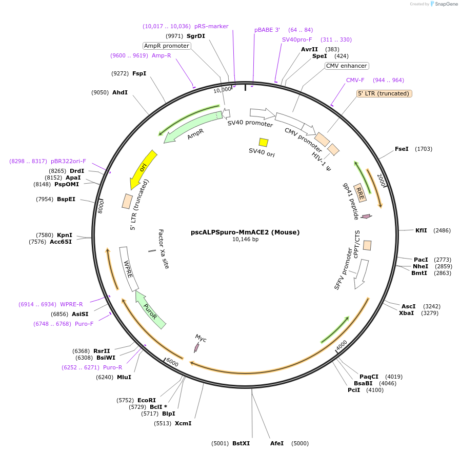 pscALPSpuro-MmACE2载体图谱