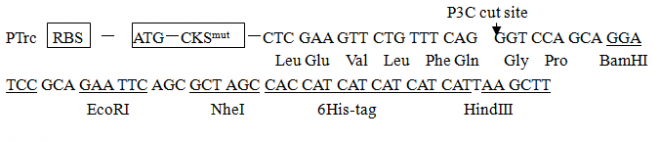ptrc-cks-1载体图谱