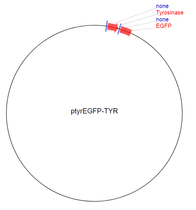 ptyrEGFP-TYR质粒图谱
