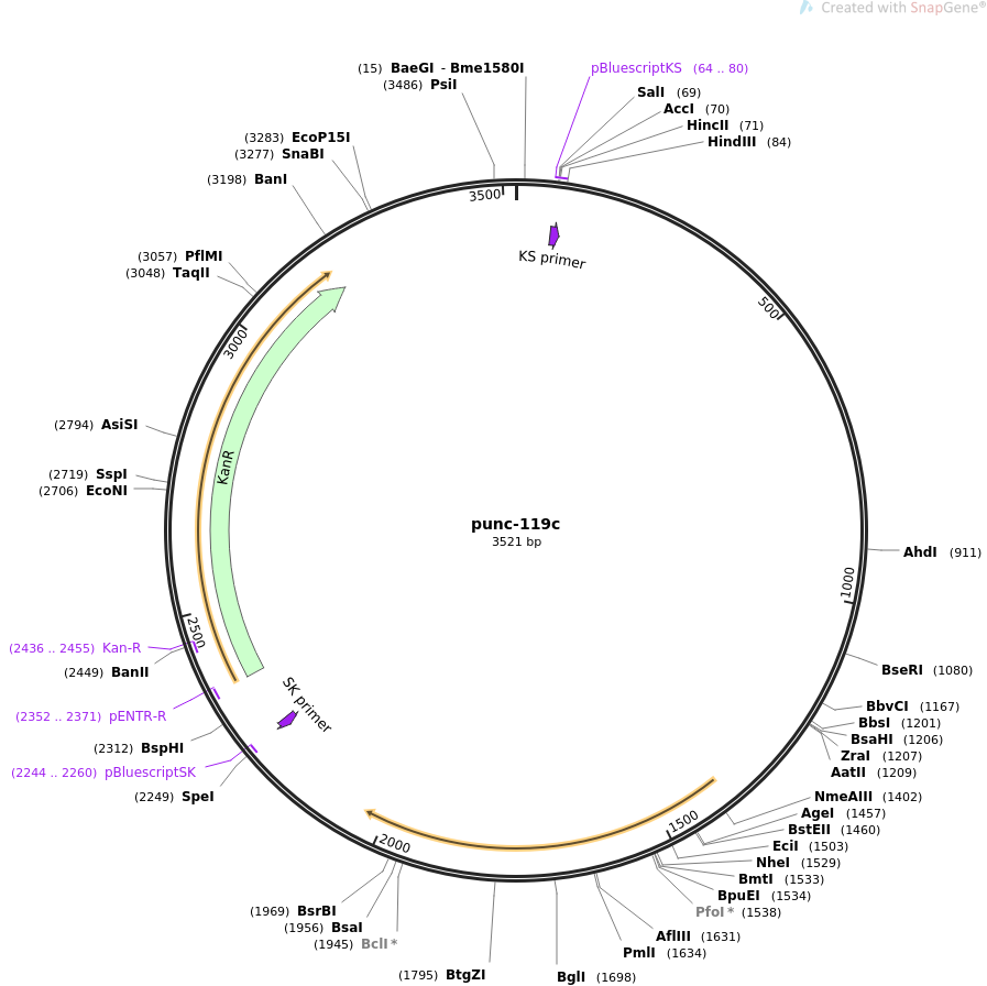 punc-119c载体图谱