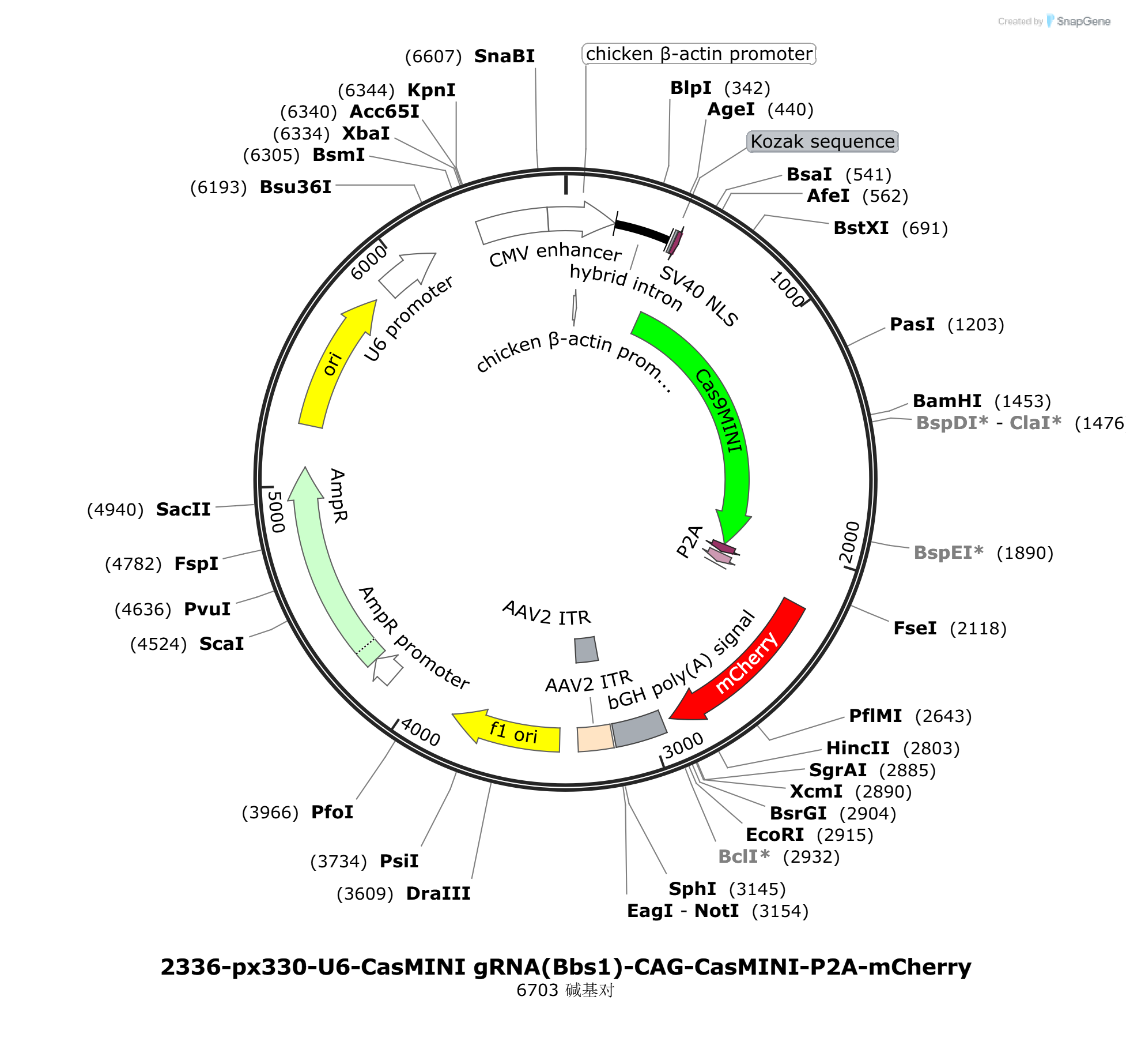 px330-U6-CasMINI载体图谱.png