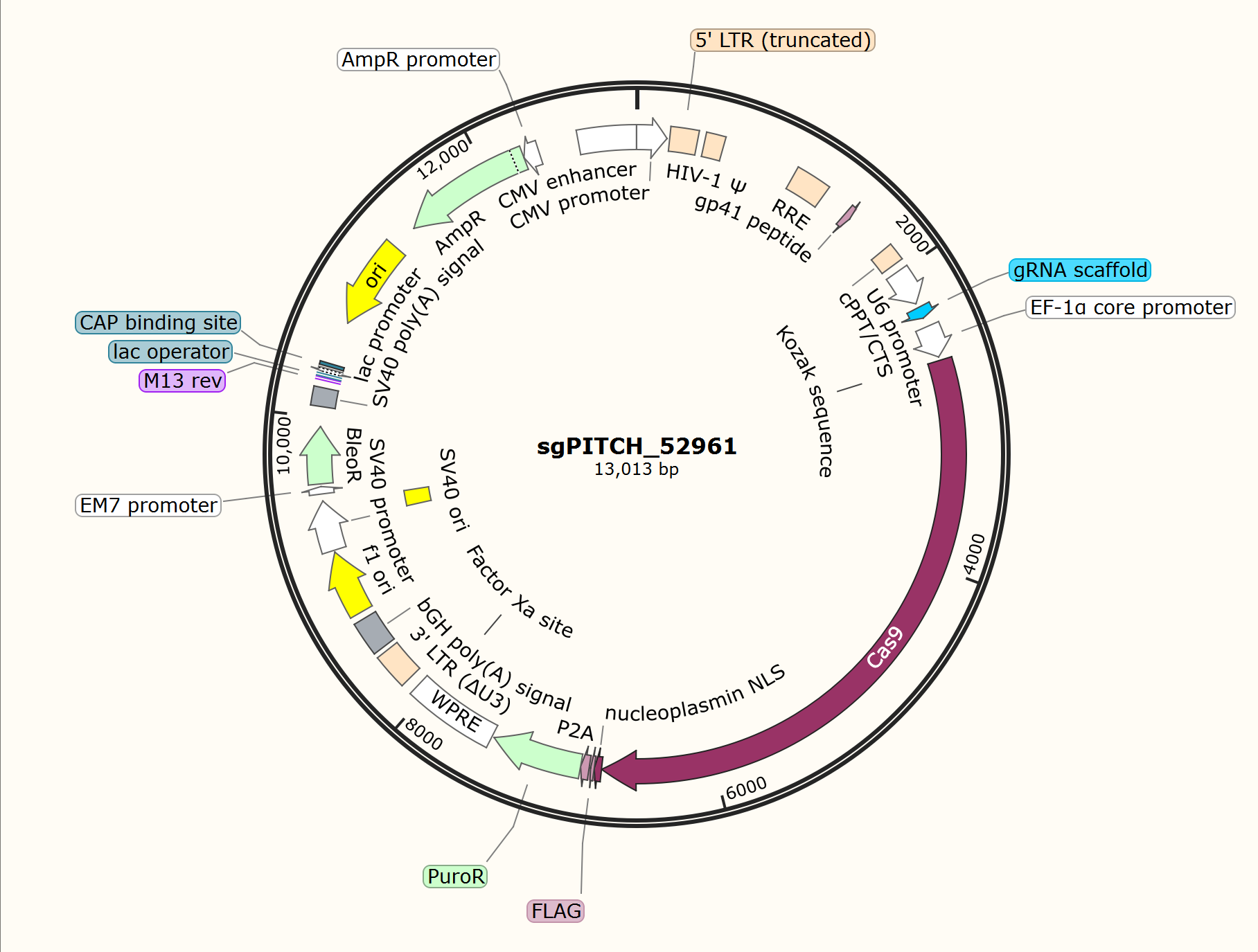 sgPITCH-lentiCRISPRv2-Puro载体图谱