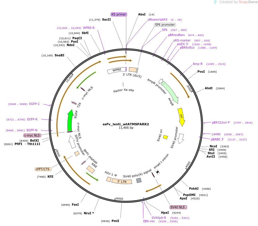 ssFv_lenti_wtATMSPARK2载体图谱